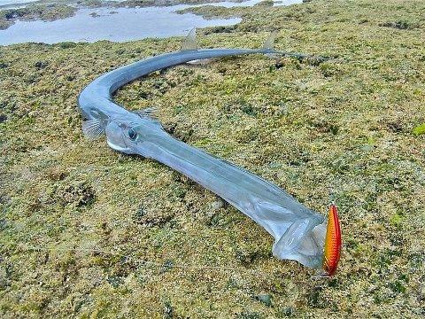 shut up and...FISH - 4320884588697108101481499507991n.jpg